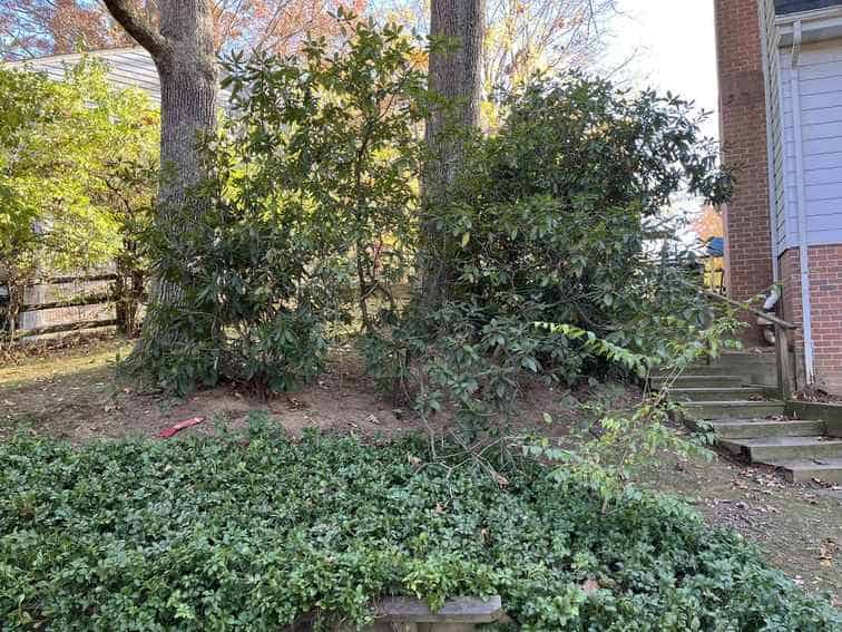 Find The Dog In The Picture